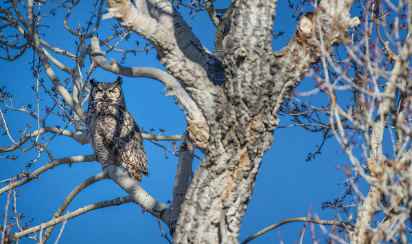 Great Horned Owl Canvas Print - Bird Wall Art