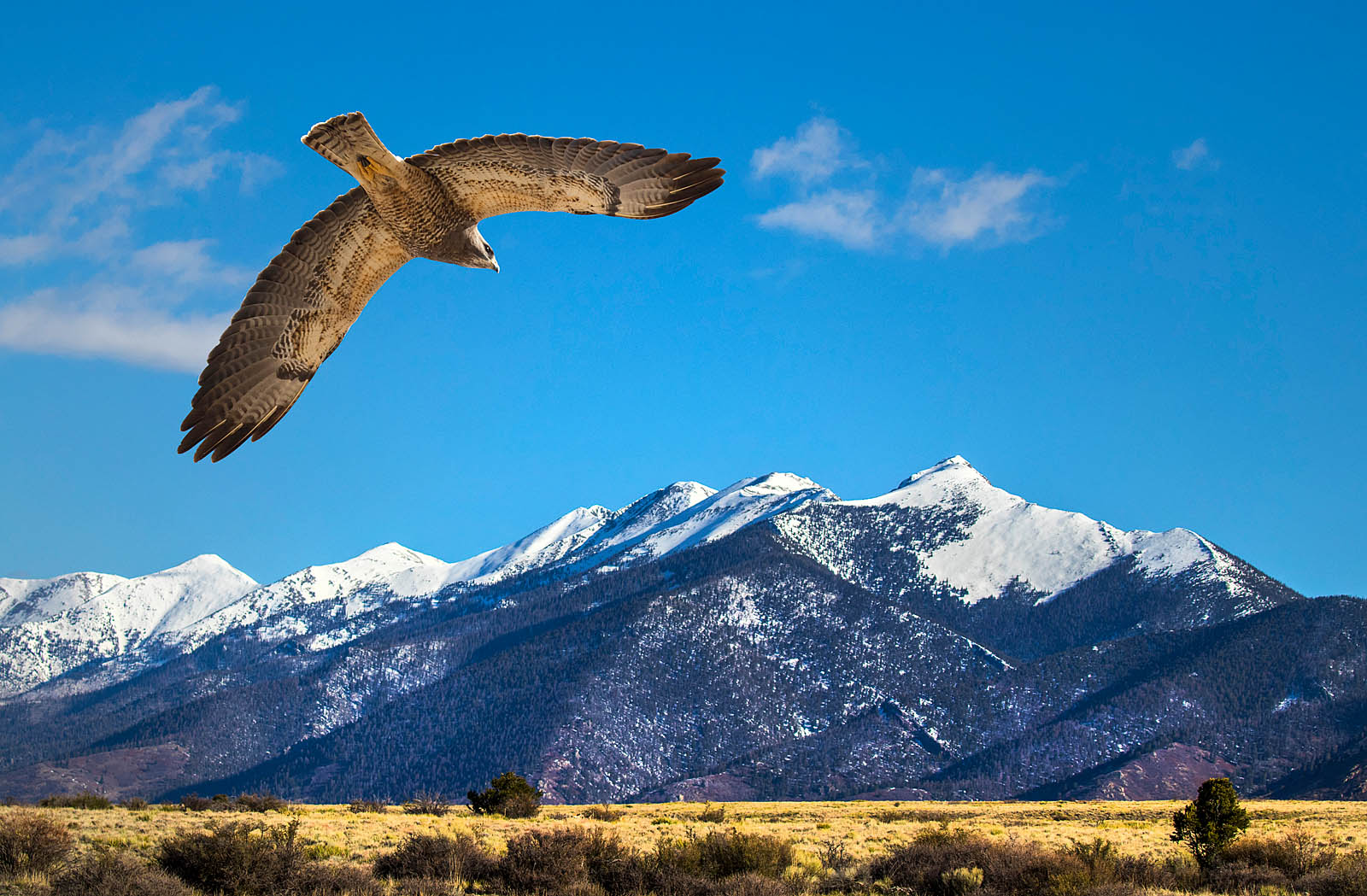 Hawk Over Mountain Valley - Western Wall Art