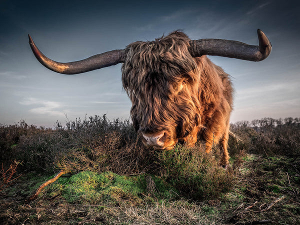 Highland Cow Canvas Print – Rustic Farmhouse Portrait