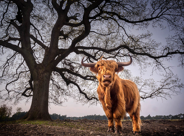 Highland Cow Canvas Print – Rustic Tree Farmhouse Decor