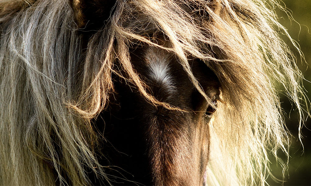 Close-up of a horse with thick, windswept light brown and gray mane, showing part of its face and eye against a blurred green background.