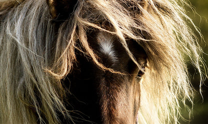 Horse Eye Wall Art – Soulful Equestrian Close-Up Portrait Photography Print