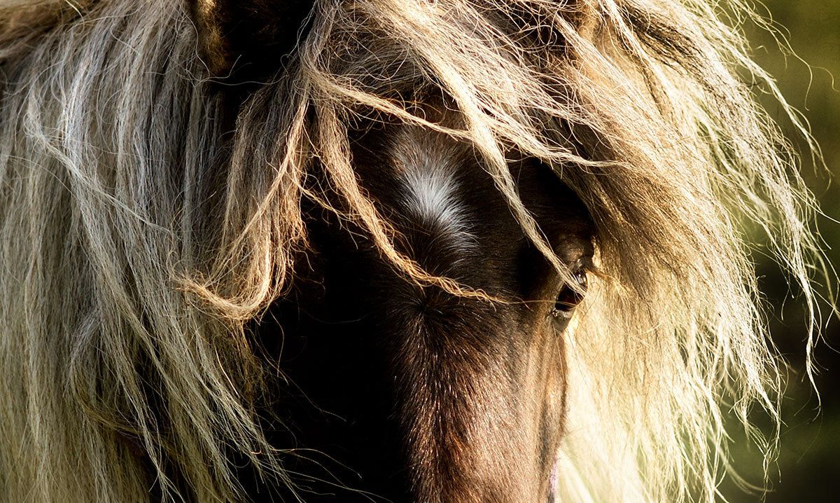 Horse eye wall art - Close-up of a horse with thick, windswept light brown and gray mane, showing part of its face and eye against a blurred green background.