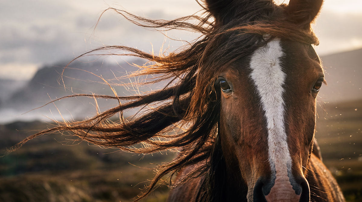 A close-up portrait of a brown horse with a white blaze and windblown dark mane, set against a soft-focus outdoor landscape at golden hour.