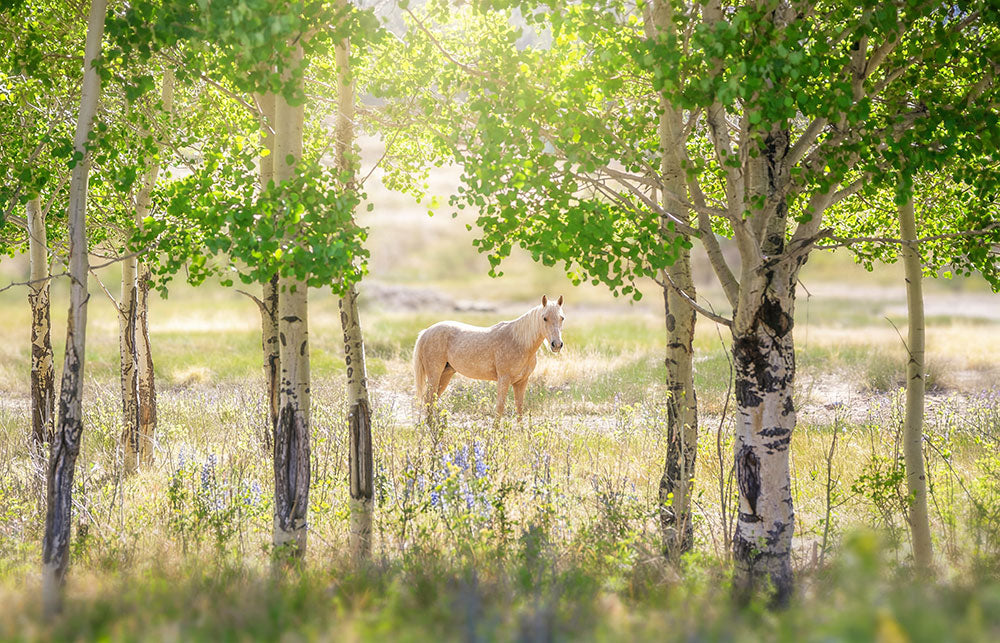 A light tan horse stands in a sunlit grassy field framed by birch trees with green leaves.