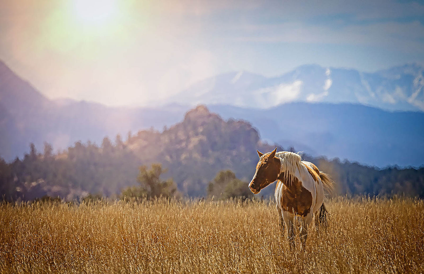 Golden Meadow Horse Wall Art – Sunlit Western Landscape Fine Art Print