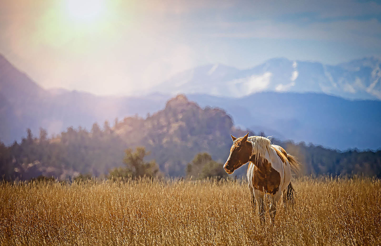 Golden Meadow Horse Wall Art – Sunlit Western Landscape Fine Art Print