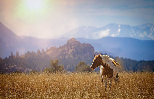 Golden Meadow Horse Wall Art – Sunlit Western Landscape Fine Art Print