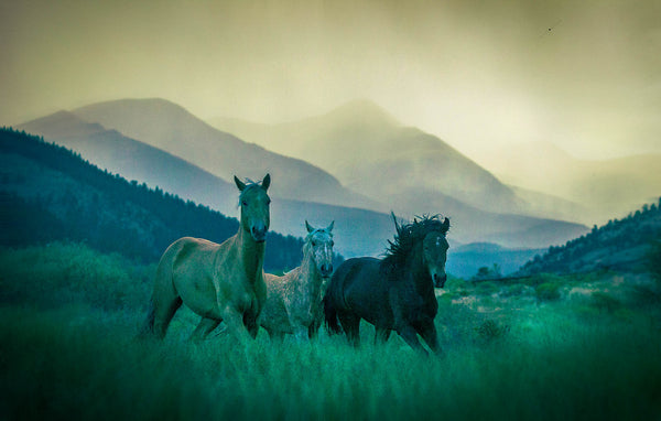 Wild Horses at Dusk Wall Art – Moody Mountain Valley Western Landscape Print