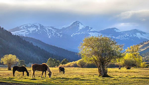 Peaceful Horses in Mountain Meadow Wall Art – Rocky Mountain Pasture Landscape Print