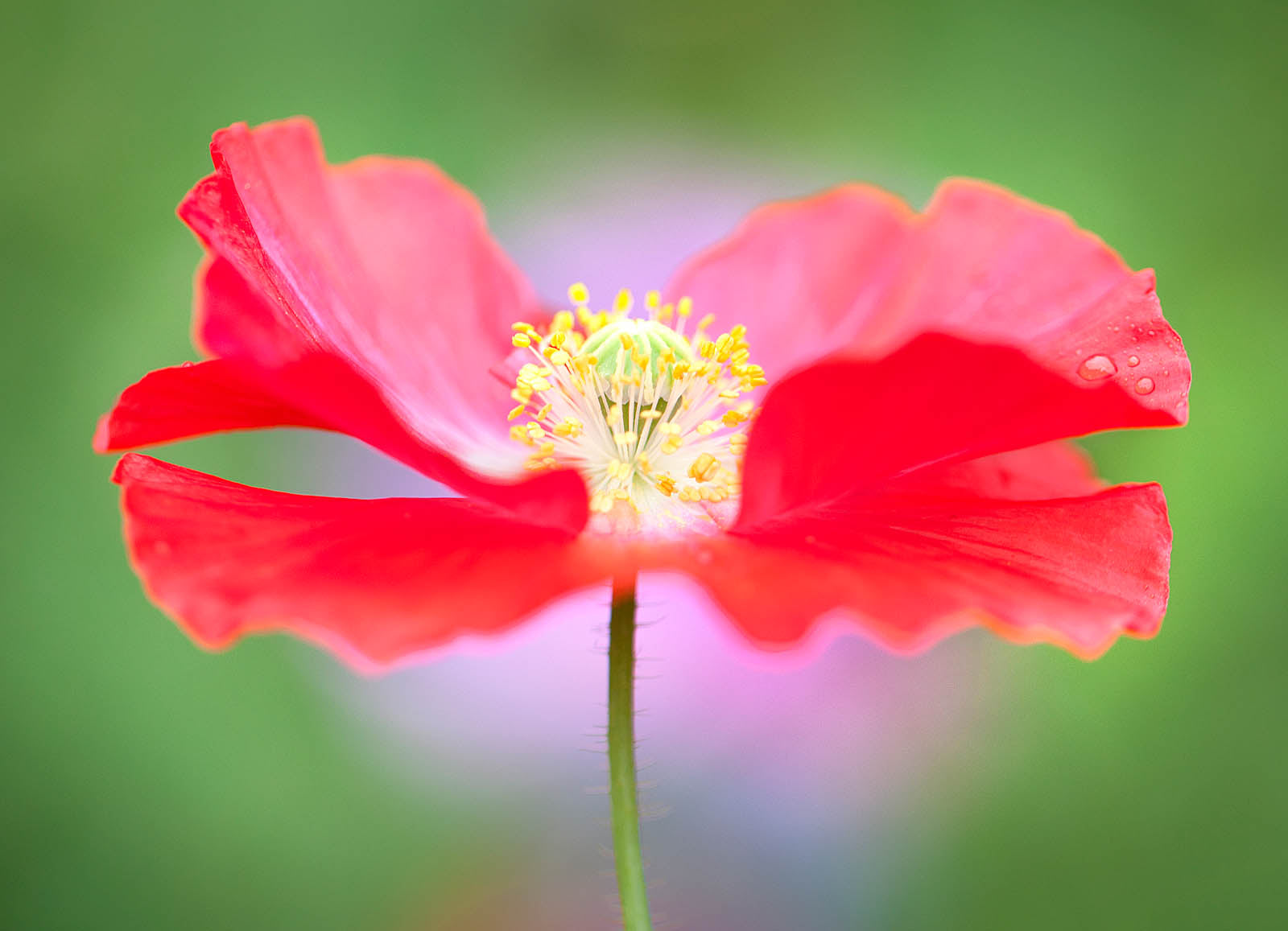 Radiant Scarlet Poppy Wall Art – Vibrant Macro Floral Fine Art Print