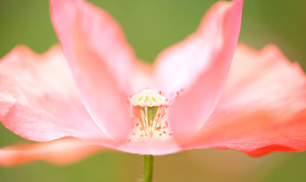 Soft Blush Poppy Blossom Wall Art – Dreamy Pastel Floral Fine Art Print