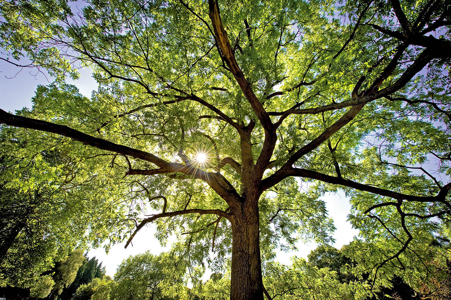 Sunburst Canopy Wall Art – Majestic Green Tree with Radiant Light