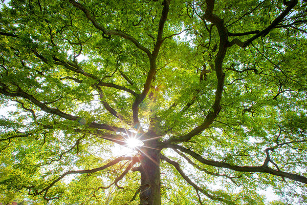 Sunburst Green Canopy Wall Art – Radiant Tree of Life Nature Photography