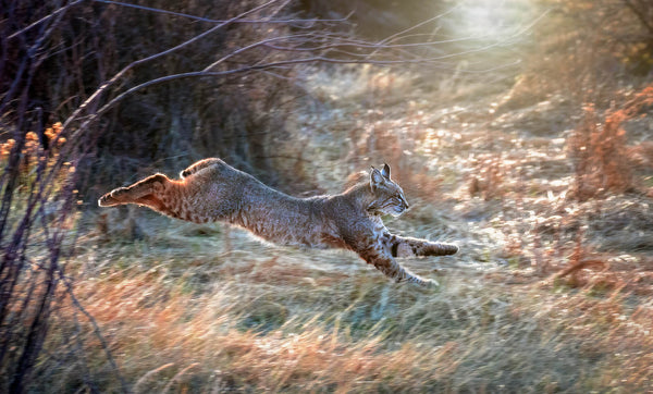 Lynx Canvas Print – Running Forest Wildlife Art