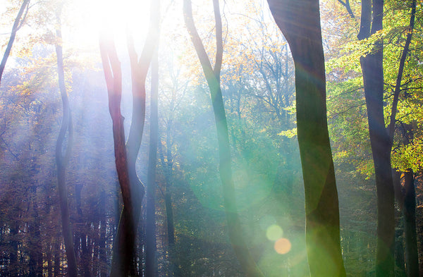 Ethereal Forest Light Wall Art – Sunbeams Through Woodland Trees