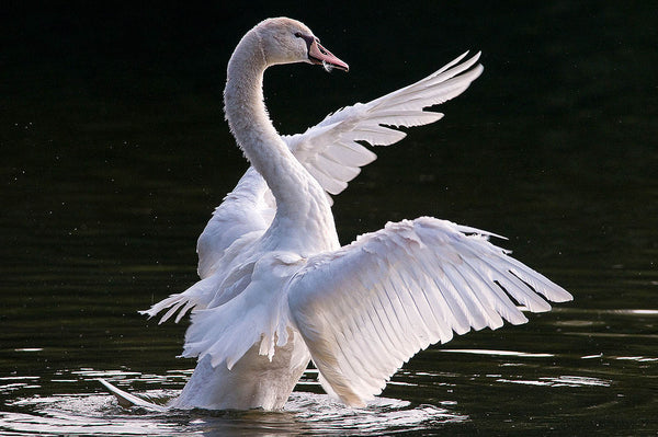 Majestic Dancing Swan - Wildlife Wall Art