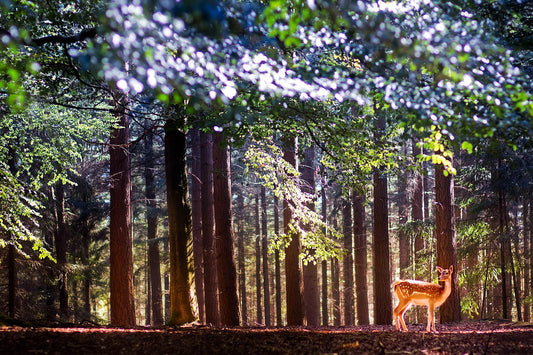 Majestic Deer Canvas Print – Forest Cabin Decor