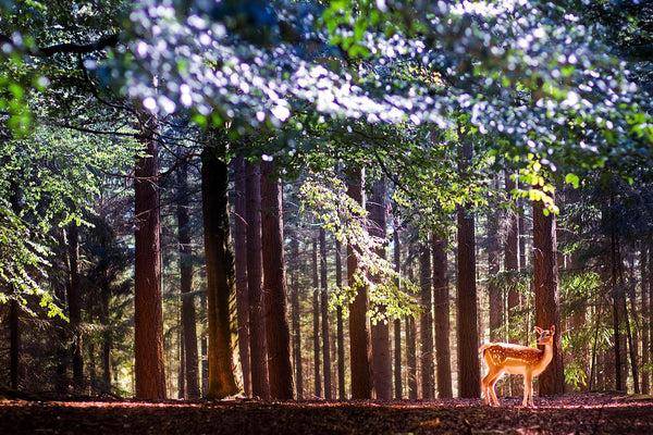Majestic Deer Canvas Print – Forest Cabin Decor