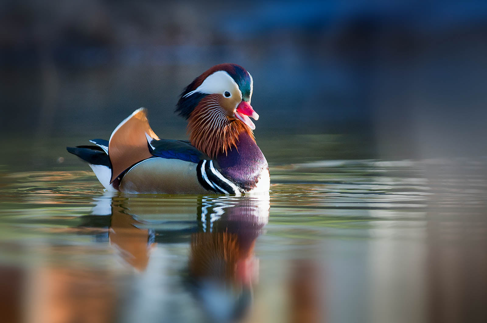 Mandarin Duck on Water - Wildlife Canvas