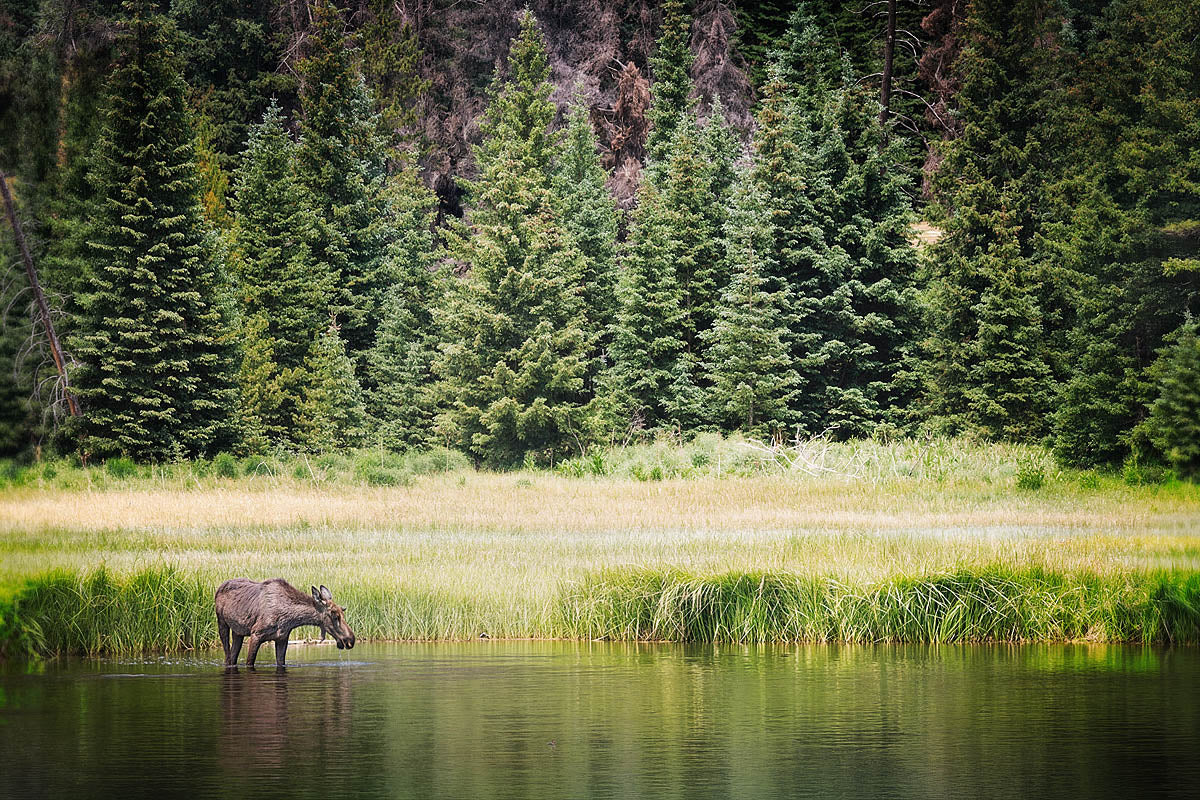 A moose standing in shallow water beside a grassy meadow, with a dense forest of tall green conifer trees in the background.