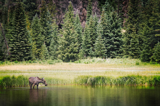 A moose standing in shallow water beside a grassy meadow, with a dense forest of tall green conifer trees in the background.