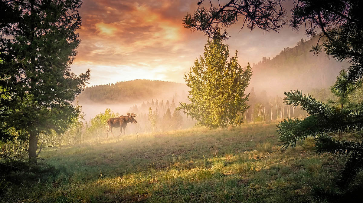 A scenic forest landscape at sunrise or sunset with mist, sunbeams, trees, and a moose standing in a grassy clearing.