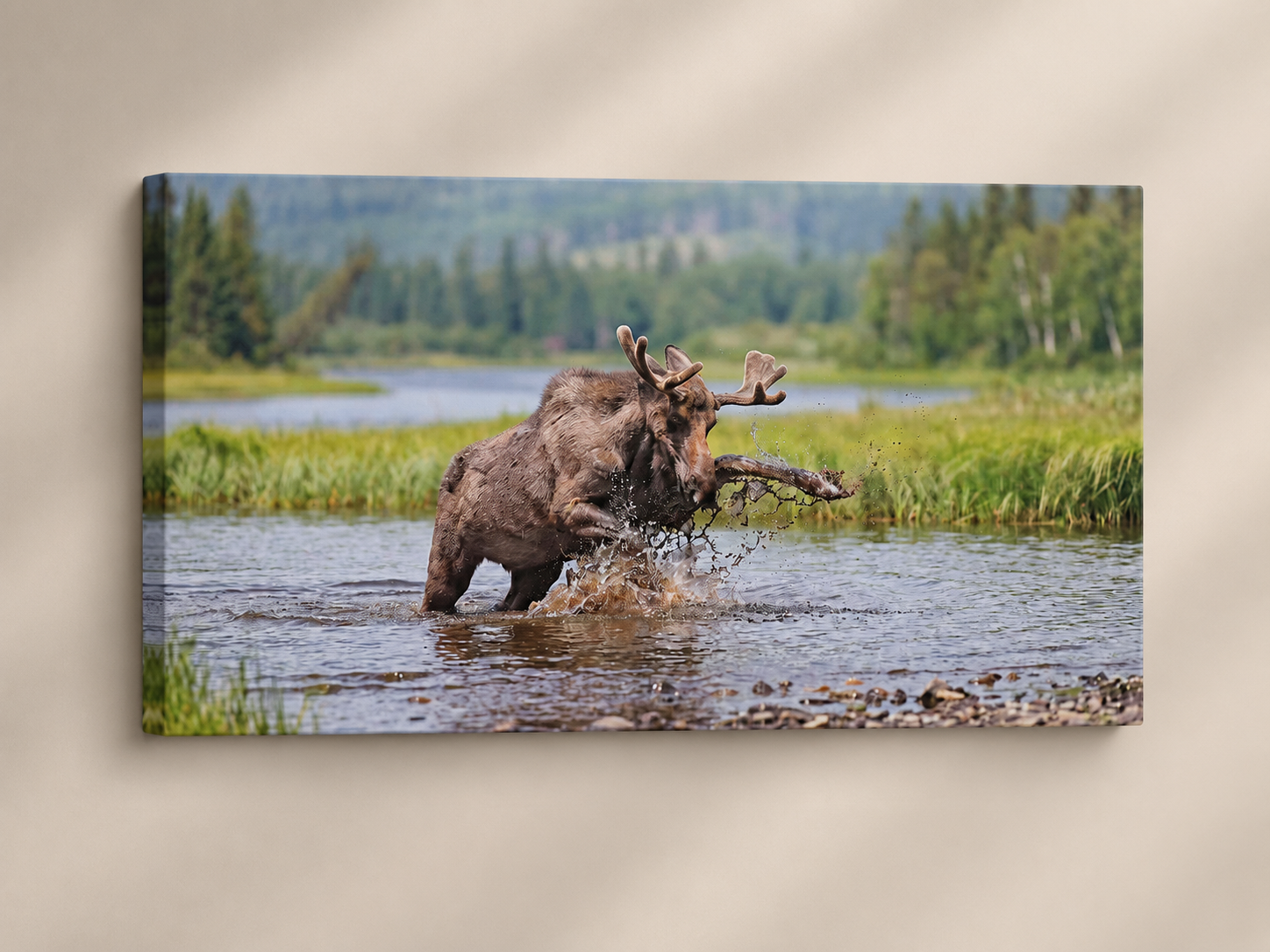 Moose splashing through water wall art displayed as a thin premium gallery-wrapped canvas mockup