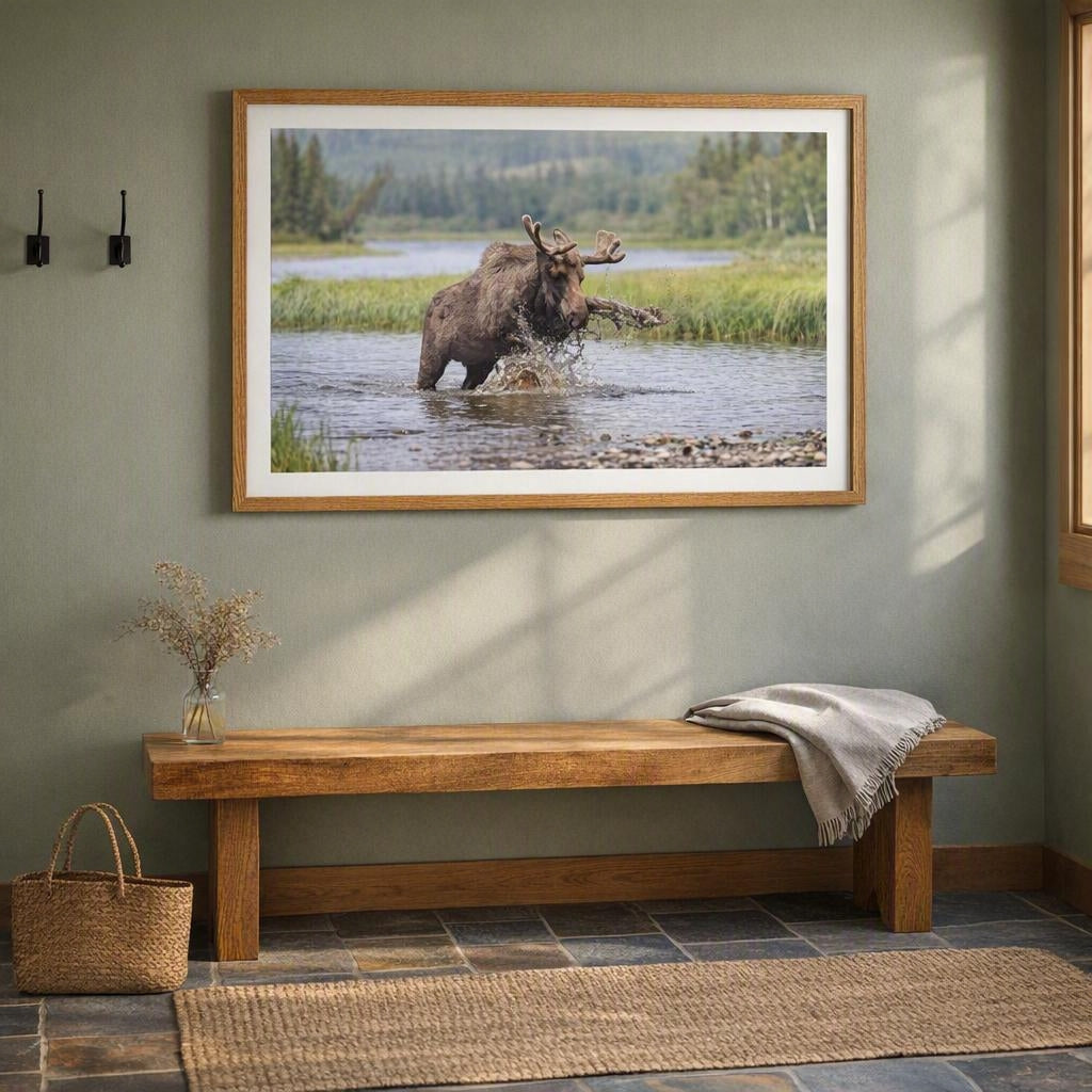 Moose Splashing Through Water Wall Art – Dynamic Antlered Moose Wetland Photography Print