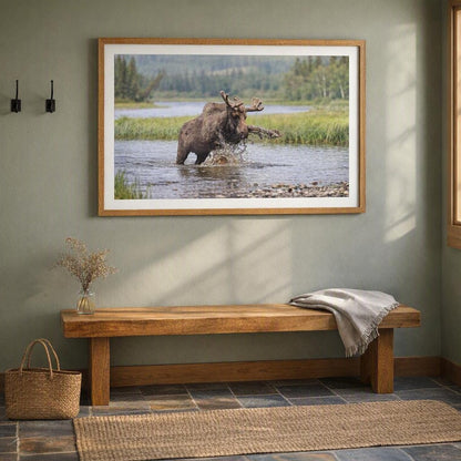 Moose Splashing Through Water Wall Art – Dynamic Antlered Moose Wetland Photography Print