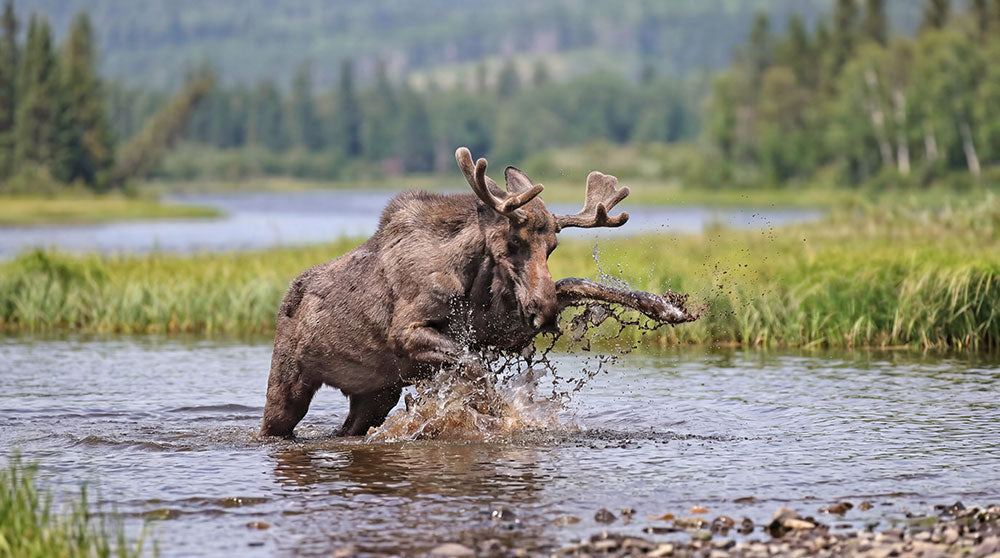 A moose wading through shallow water in a natural outdoor setting, holding a tree branch in its mouth and creating a splash. Trees and grasses are visible in the background.