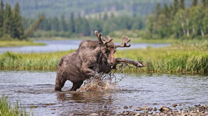 Moose Splashing Through Water Wall Art – Dynamic Antlered Moose Wetland Photography Print