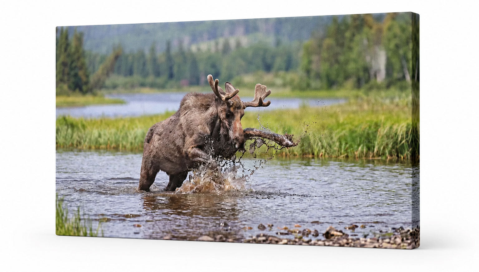 A rectangular wall art print or canvas showing a moose standing in shallow water and splashing, with grassy marshland and trees in the background. The artwork is photographed against a plain white studio background.