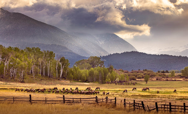 Mountain Elk Canvas Print – Alpine Wilderness Decor
