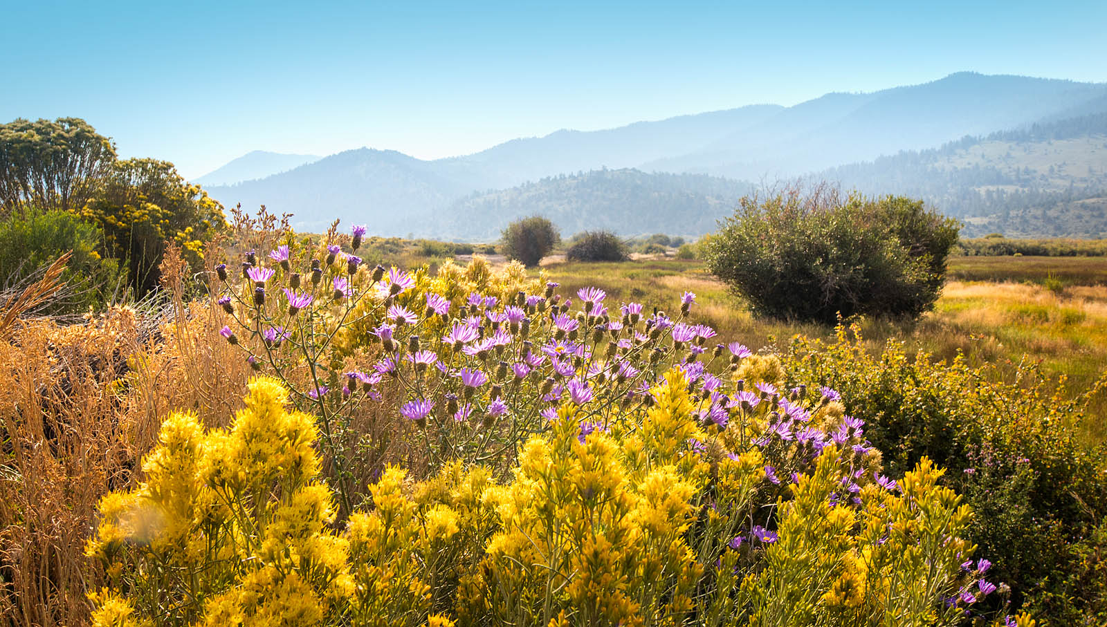 Mountain wildflower wall art showing yellow and purple flowers in a sunlit meadow valley with distant peaks