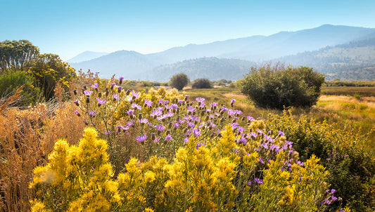 Mountain wildflower wall art showing yellow and purple flowers in a sunlit meadow valley with distant peaks
