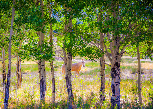 Hidden Mustang in Aspen Grove Wall Art – Sunlit Forest Horse Landscape Print
