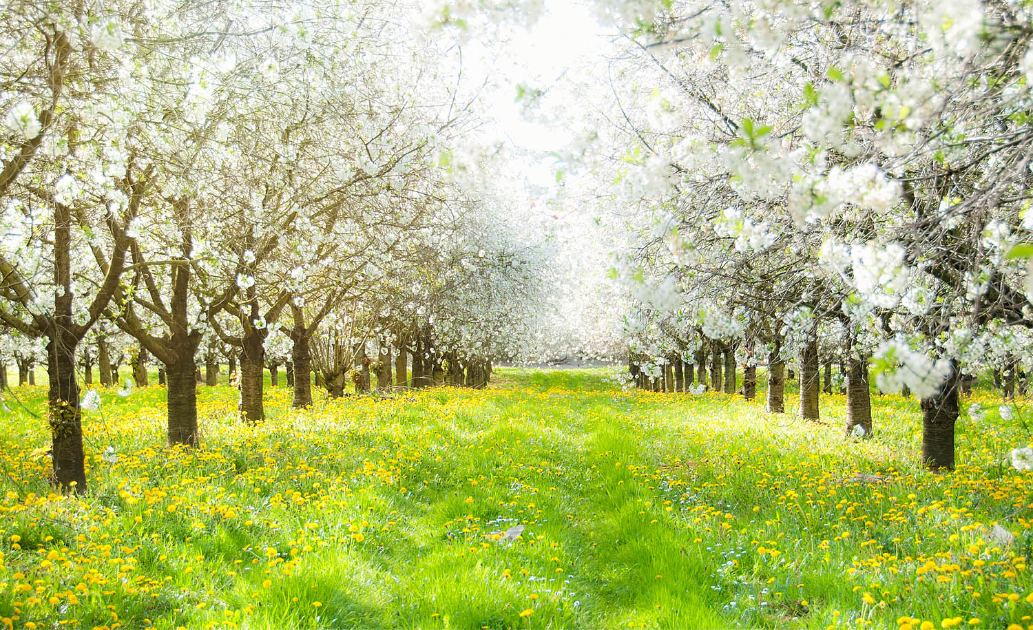 Spring Blossom Orchard Wall Art – Sunlit Meadow and Flowering Trees