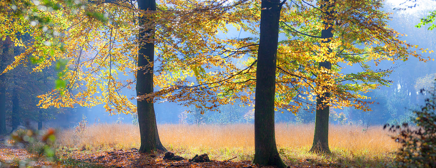 Golden Autumn Meadow Wall Art – Sunlit Forest Panorama Landscape