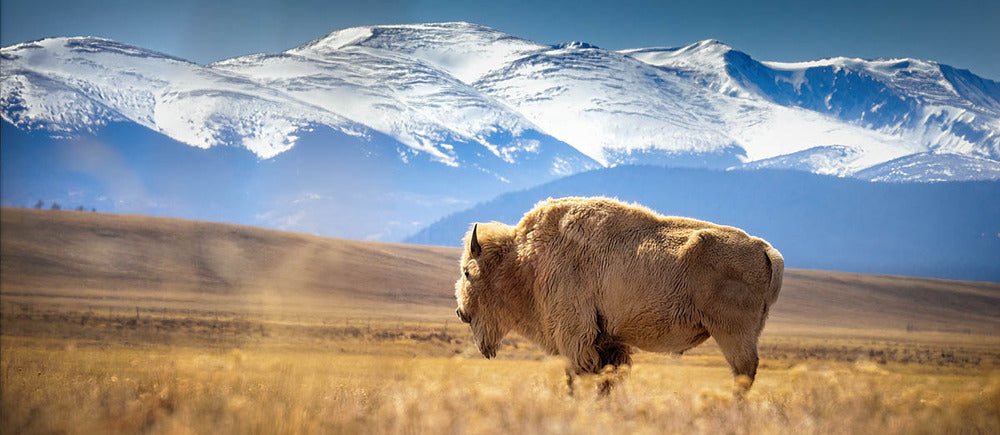 Panoramic bison wall art with a pale bison on golden prairie beneath snow-covered mountains