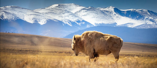 Panoramic bison wall art with a pale bison on golden prairie beneath snow-covered mountains