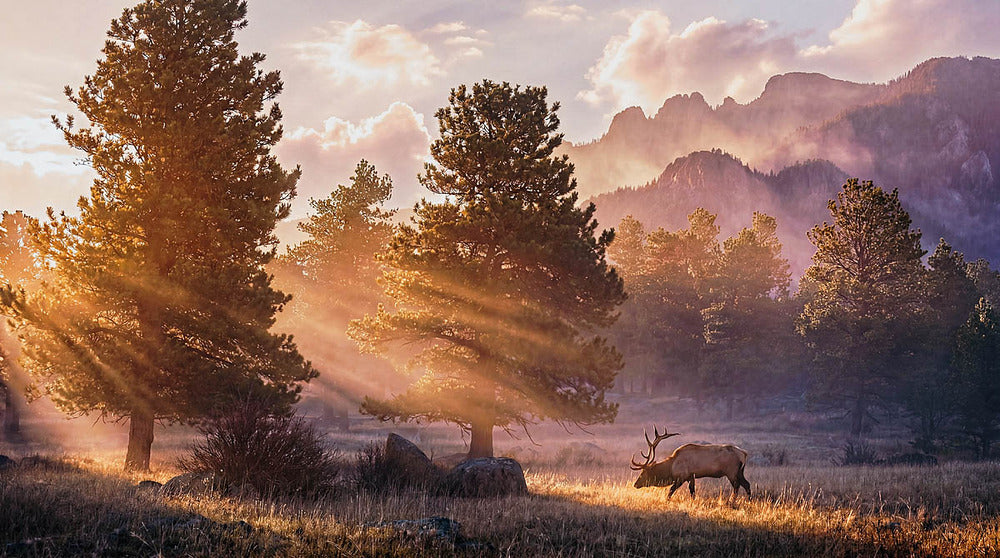 Panoramic elk wall art showing a bull elk in a golden sunrise mountain forest meadow