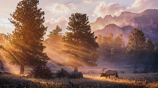 Panoramic elk wall art showing a bull elk in a golden sunrise mountain forest meadow