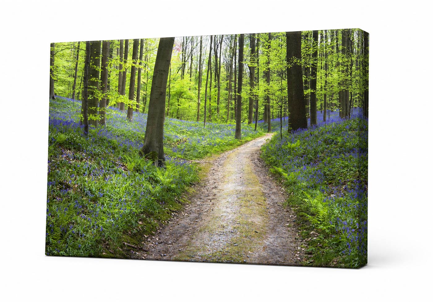 A rectangular canvas wall art print showing a sunlit forest path lined with bluebells and tall trees, photographed against a plain white background.