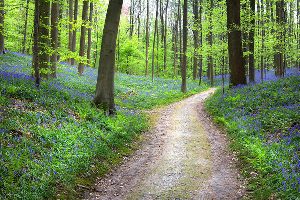 Bluebell Forest Path Wall Art – Spring Woodland Trail Landscape Print