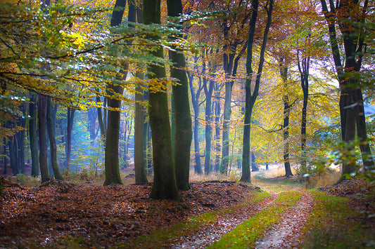 Golden Autumn Path Wall Art – Sunlit Forest Trail with Vibrant Fall Leaves