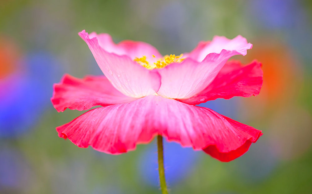 Pink Poppy Wall Art – Colorful Wildflower Photography Print