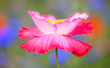 Pink Poppy Wall Art – Colorful Wildflower Photography Print