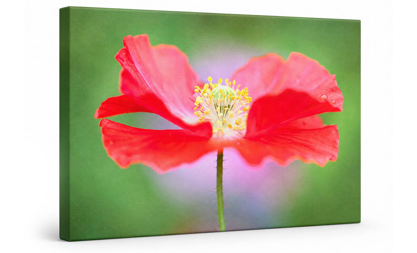 A square canvas wall art print featuring a close-up photograph of a bright red poppy flower with a yellow center against a soft green and pink blurred background, shown at a slight angle on a white studio background.