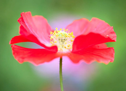 Close-up of a red flower with a blurred green background
